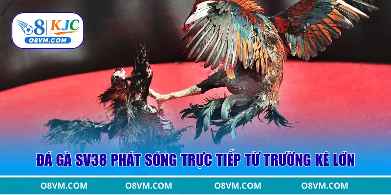Đá gà SV38 phát sóng trực tiếp từ trường kê lớn